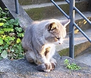 のらねこ
