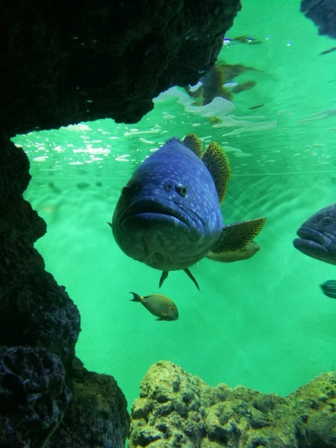 巨大魚