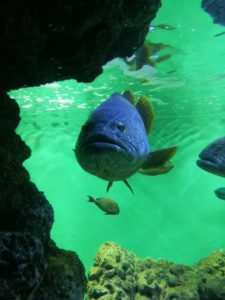 巨大魚