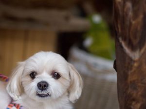 犬