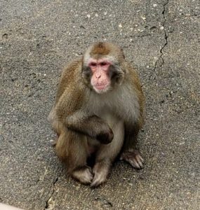 草津熱帯圏のニホンサル
